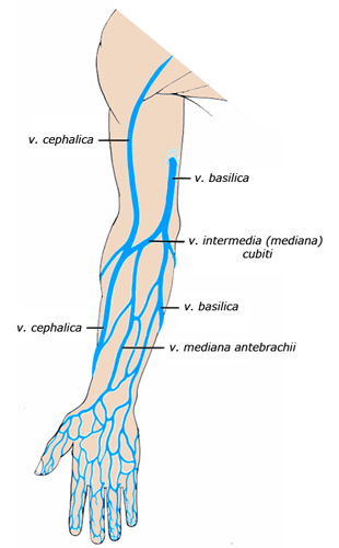 Вены Цефалика И Базилика
