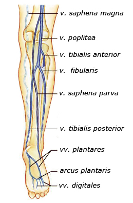 Vena saphena parva. Вена сафена Магна анатомия.